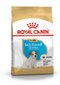 Royal Canin Jack Russelli terjerite tõule Junior, 1,5 kg цена и информация | Kuivtoit koertele | kaup24.ee