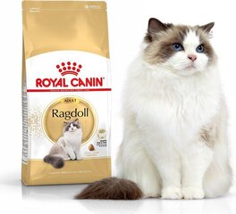Royal Canin Ragdoll tõu kassidele, 10 kg цена и информация | Сухой корм для кошек | kaup24.ee