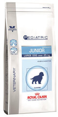 Royal Canin для щенков крупных пород Pediatric Junior Large Dog, 14 кг цена и информация | Сухой корм для собак | kaup24.ee