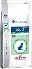 Royal Canin suuhügieeni probleemidele Neutered Adult Small Dog, 3,5 kg hind ja info | Kuivtoit koertele | kaup24.ee