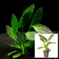 Elus akvaariumitaim - Echinodorus Green Flame hind ja info | Akvaariumi taimed ja dekoratsioonid | kaup24.ee