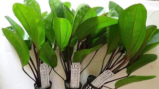Живое аквариумное растение - Echinodorus Frank Stoffels цена и информация | Аквариумные растения и декорации | kaup24.ee