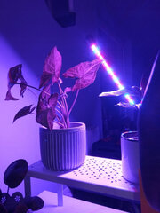 Berimax 40 LED цена и информация | Проращиватели, лампы для растений | kaup24.ee