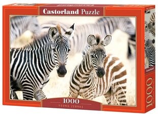 Pusle Castorland, 1000 tk, Young Zebras hind ja info | Pusled | kaup24.ee