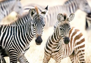 Pusle Castorland, 1000 tk, Young Zebras hind ja info | Pusled | kaup24.ee