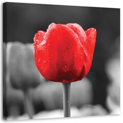 Seinapilt Punane tulp цена и информация | Картины, живопись | kaup24.ee