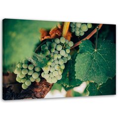 Seinapilt Rohelised viinamarjad hind ja info | Seinapildid | kaup24.ee