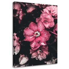 Seinapilt Roosad lilled tumedal taustal цена и информация | Картины, живопись | kaup24.ee