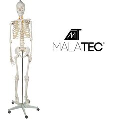 Макет скелета человека 170см Malatec 22583 цена и информация | Развивающие игрушки и игры | kaup24.ee
