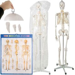 Макет скелета человека 170см Malatec 22583 цена и информация | Развивающие игрушки | kaup24.ee