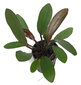 Elus akvaariumitaim - Echinodorus rubin kitsad lehed цена и информация | Akvaariumi taimed ja dekoratsioonid | kaup24.ee