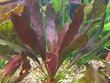 Elus akvaariumitaim - Echinodorus Deep Purple цена и информация | Akvaariumi taimed ja dekoratsioonid | kaup24.ee