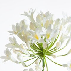 Kunstlill Agapanthus hind ja info | Kunstlilled | kaup24.ee