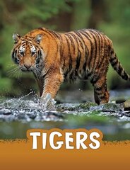 Tigers цена и информация | Книги для подростков и молодежи | kaup24.ee