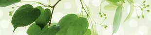 Самоклеящиеся фотообои (с ламинацией) - Зеленые листья, 260х60 см цена и информация | Фотообои | kaup24.ee