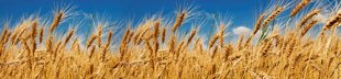 Самоклеящиеся фотообои (с ламинацией) - Пшеничное поле, 260х60 см цена и информация | Фотообои | kaup24.ee