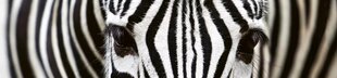 Isekleepuvad fototapeedid lamineerimisega - Zebra, 260x60 cm hind ja info | Fototapeedid | kaup24.ee