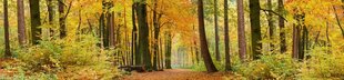 Самоклеящиеся фотообои (с ламинацией) - Осенний лес, 260х60 см цена и информация | Фотообои | kaup24.ee