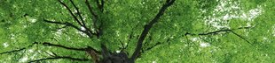Самоклеящиеся фотообои (с ламинацией) - Вершина деревьев, 260х60 см цена и информация | Фотообои | kaup24.ee