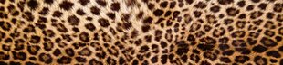 Самоклеящиеся фотообои (с ламинацией) - Леопардовая шкура, 260х60 см цена и информация | Фотообои | kaup24.ee