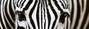 Isekleepuvad fototapeedid lamineerimisega - Zebra, 180x60 cm hind ja info | Fototapeedid | kaup24.ee