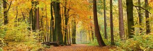 Самоклеящиеся фотообои (с ламинацией) - Осенний лес, 180x60 cm цена и информация | Фотообои | kaup24.ee
