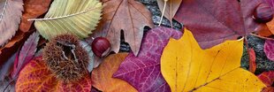 Самоклеящиеся фотообои (с ламинацией) - Осенние листья, 180x60 cm цена и информация | Фотообои | kaup24.ee