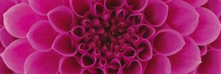Самоклеящиеся фотообои (с ламинацией) - Розовые георгины, 180x60 cm цена и информация | Фотообои | kaup24.ee