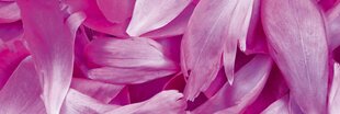 Самоклеящиеся фотообои (с ламинацией) - Фиолетовые лепестки, 180x60 cm цена и информация | Фотообои | kaup24.ee