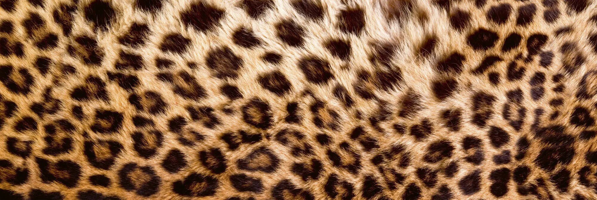 Isekleepuvad fototapeedid lamineerimisega - Leopardi nahk, 180x60 cm hind ja info | Fototapeedid | kaup24.ee
