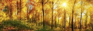 Isekleepuvad fototapeedid lamineerimisega - Päikeselised metsad, 180x60 cm цена и информация | Фотообои | kaup24.ee
