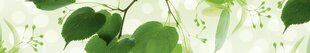 Самоклеящиеся фотообои (с ламинацией) - Зеленые листья, 350x60 см цена и информация | Фотообои | kaup24.ee