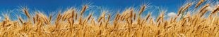 Самоклеящиеся фотообои (с ламинацией) - Пшеничное поле, 350x60 см цена и информация | Фотообои | kaup24.ee