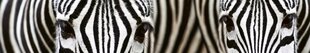 Isekleepuvad fototapeedid lamineerimisega - Zebra, 350x60 cm hind ja info | Fototapeedid | kaup24.ee