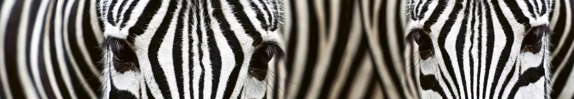 Isekleepuvad fototapeedid lamineerimisega - Zebra, 350x60 cm цена и информация | Fototapeedid | kaup24.ee