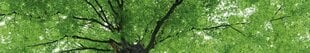Самоклеящиеся фотообои (с ламинацией) - Вершина деревьев, 350x60 см цена и информация | Фотообои | kaup24.ee