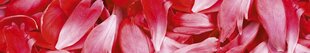 Самоклеящиеся фотообои (с ламинацией) - Красные лепестки, 350x60 см цена и информация | Фотообои | kaup24.ee