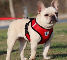 Подтяжка - шлейка для собак с поводком, красная цена и информация | Ошейники, подтяжки для собак | kaup24.ee