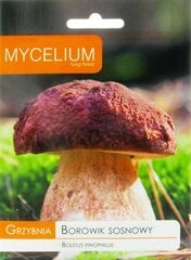 Männipuravik (Boletus Pinophilus) цена и информация | Семена овощей, ягод | kaup24.ee