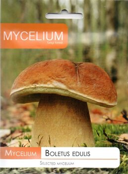 Белый гриб, Боровик Boletus edulis цена и информация | Семена овощей, ягод | kaup24.ee