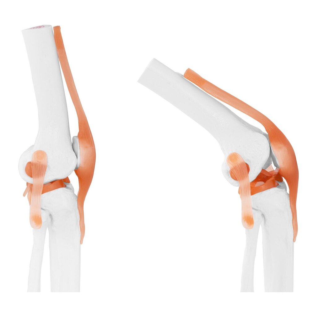 Põlveliigese anatoomiline mudel mõõtkavas 1:1 10095281 цена и информация | Arendavad mänguasjad | kaup24.ee