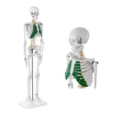 Inimese luustiku anatoomiline mudel 85 cm 10095251 цена и информация | Развивающие игрушки | kaup24.ee