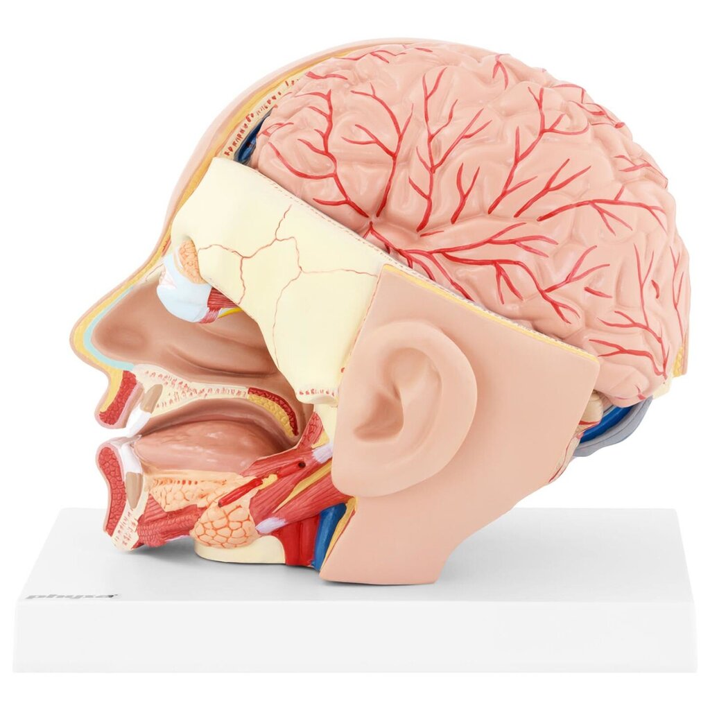 Inimese pea ja aju 3D-anatoomiline mudel, mõõtkavas 1:1 10119001 цена и информация | Arendavad mänguasjad | kaup24.ee