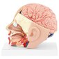 Inimese pea ja aju 3D-anatoomiline mudel, mõõtkavas 1:1 10119001 цена и информация | Arendavad mänguasjad | kaup24.ee