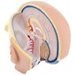 Inimese pea ja aju 3D-anatoomiline mudel, mõõtkavas 1:1 10119001 цена и информация | Arendavad mänguasjad | kaup24.ee