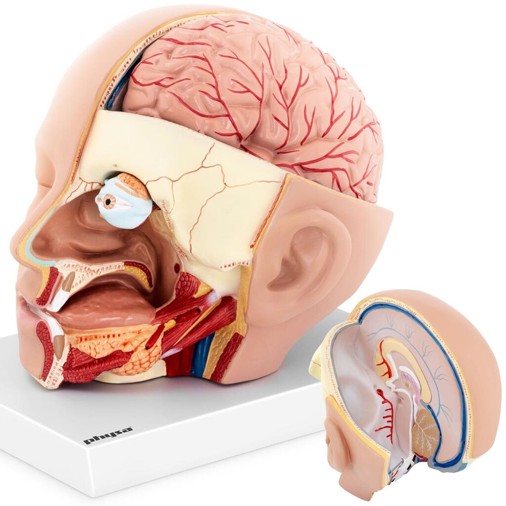 Inimese pea ja aju 3D-anatoomiline mudel, mõõtkavas 1:1 10119001 цена и информация | Arendavad mänguasjad | kaup24.ee