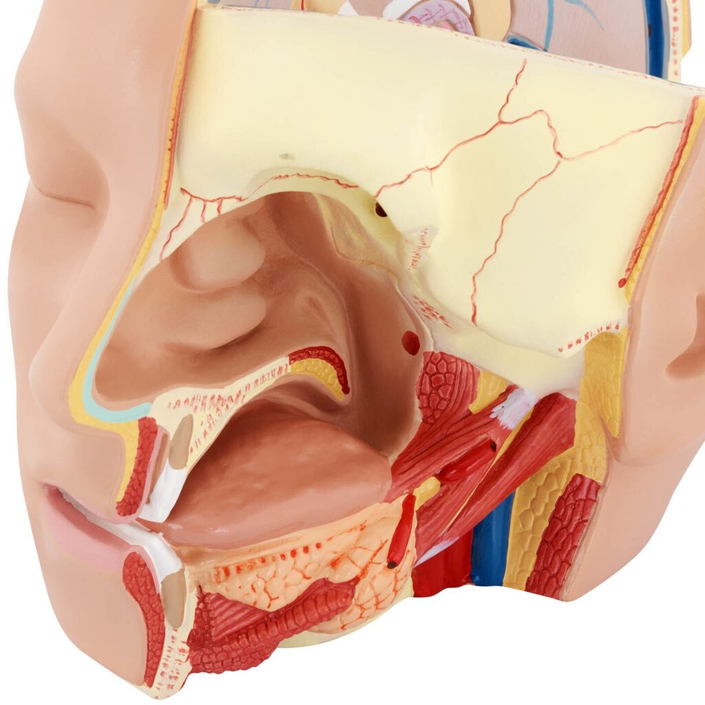 Inimese pea ja aju 3D-anatoomiline mudel, mõõtkavas 1:1 10119001 цена и информация | Arendavad mänguasjad | kaup24.ee