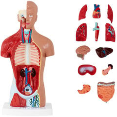 Inimese torso 3D-anatoomiline mudel 10107231 hind ja info | Arendavad mänguasjad | kaup24.ee