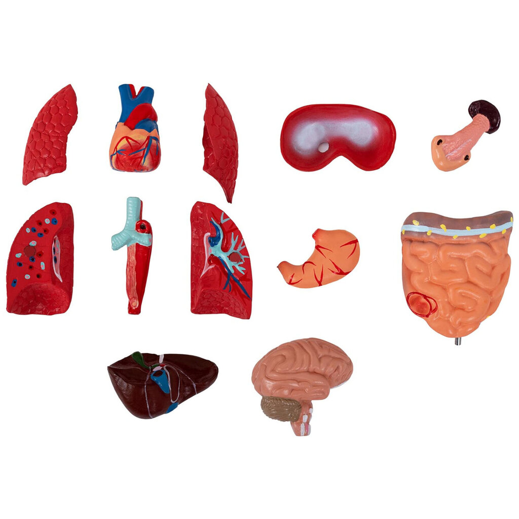 Inimese torso 3D-anatoomiline mudel 10107231 hind ja info | Arendavad mänguasjad | kaup24.ee