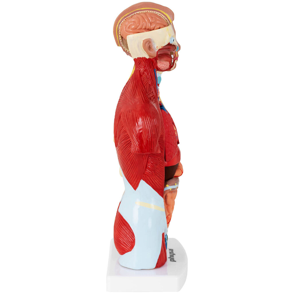 Inimese torso 3D-anatoomiline mudel 10107231 цена и информация | Arendavad mänguasjad | kaup24.ee